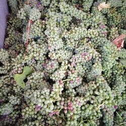 Anti-ox extracts production from unripe clusters