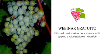 Utilizzo di uva immatura per vini senza solfiti aggiunti e valorizzazione di vinaccioli: esempi concreti di applicazione di economia circolare