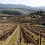 Use of biodigestate to improve vineyard efficiency