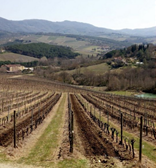 Use of biodigestate to improve vineyard efficiency