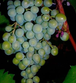 Using an extract of unripe grapes as an alternative to sulphur dioxide for the wood maturation of Sangiovese wine Using an extract of unripe grapes as an alternative to sulphur dioxide for the wood maturation of Sangiovese wine